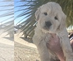 Small Photo #1 English Cream Golden Retriever Puppy For Sale in PHOENIX, AZ, USA