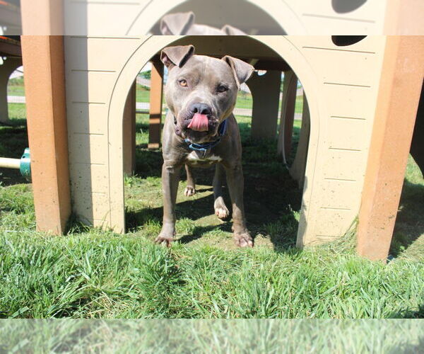 Medium Photo #4 Mutt Puppy For Sale in Chestertown, MD, USA