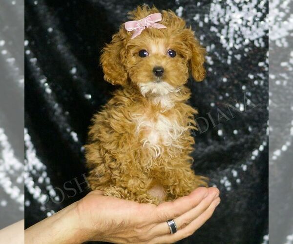 Medium Photo #3 Poodle (Toy) Puppy For Sale in WARSAW, IN, USA