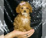 Small #2 Poodle (Toy)