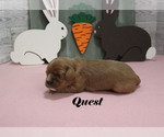 Small #8 Cavalier King Charles Spaniel