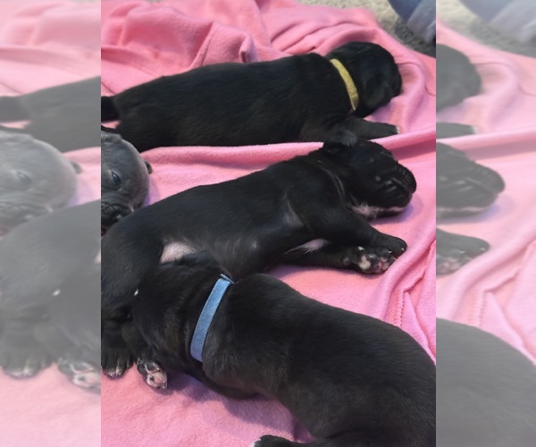 Medium Photo #16 Cane Corso Puppy For Sale in VAN BUREN TWP, MI, USA