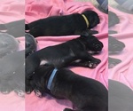 Small #15 Cane Corso