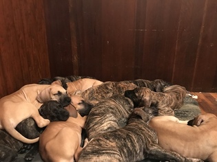 Great Dane Puppy for sale in WEIRTON, WV, USA