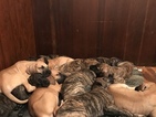 Small Photo #1 Great Dane Puppy For Sale in WEIRTON, WV, USA