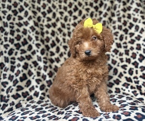 Goldendoodle (Miniature) Puppy for sale in LAKELAND, FL, USA