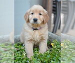 Small #2 Golden Retriever