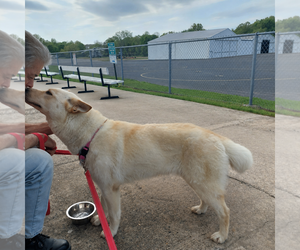 Shannon - Female German Shepherd Dog-Unknown Mix Dog for Adoption - Photo #4
