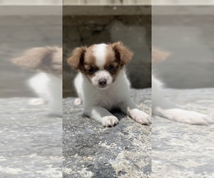Chihuahua Puppy for sale in CANOGA, NY, USA