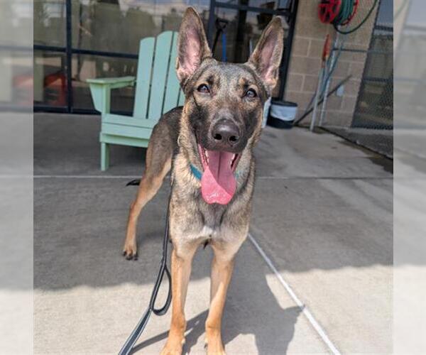Medium Photo #1 Mutt Puppy For Sale in Denver, CO, USA