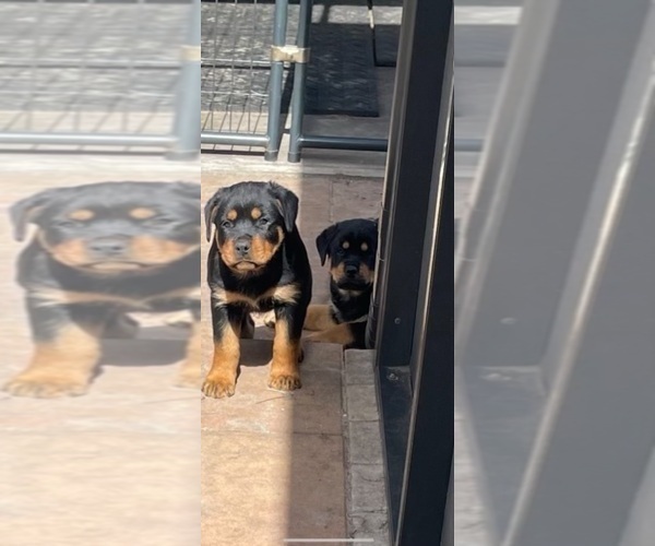 Medium Photo #4 Rottweiler Puppy For Sale in PALM COAST, FL, USA