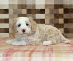 Small #2 Bernedoodle (Miniature)