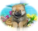 Small Photo #2 Pomeranian Puppy For Sale in HAMMOND, IN, USA