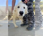 Small #7 Golden Pyrenees
