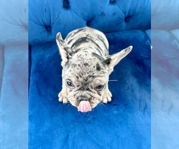 Medium Photo #6 French Bulldog Puppy For Sale in SEATTLE, WA, USA
