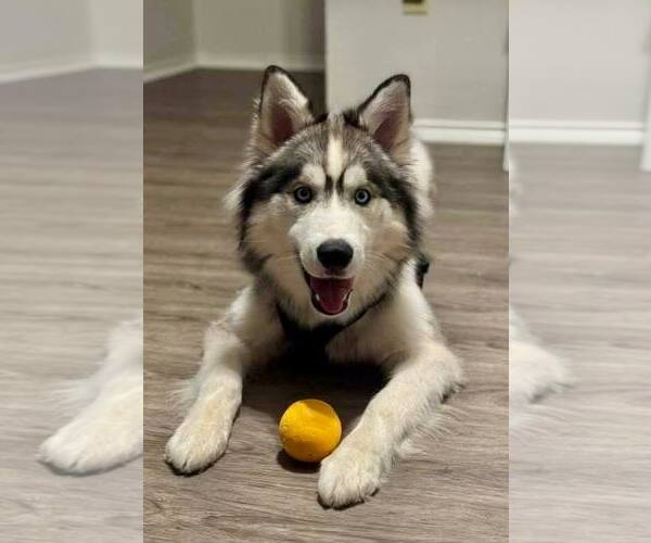 Medium Photo #1 Siberian Husky Puppy For Sale in Carrollton, TX, USA