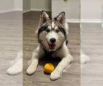 Small Siberian Husky