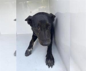 Holland Shepherd-Unknown Mix Dogs for adoption in Houston, TX, USA