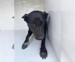 A663714 - Female Holland Shepherd-Unknown Mix Dog for Adoption - Small photo