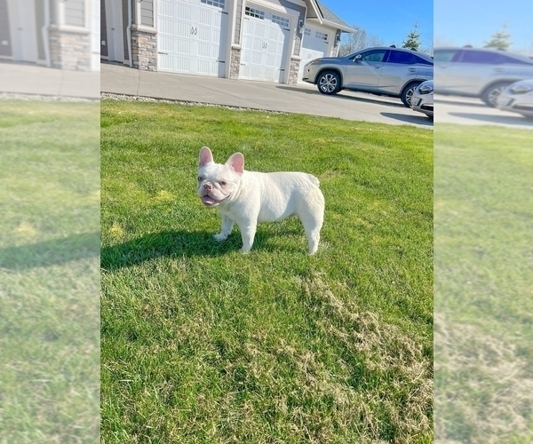 Medium Photo #4 French Bulldog Puppy For Sale in SEATTLE, WA, USA