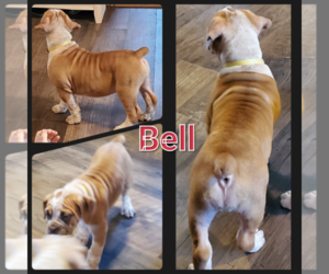 Olde English Bulldogge Puppy for sale in WHEELER, MI, USA