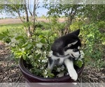 Small Photo #26 Siberian Husky Puppy For Sale in ALTON, IL, USA