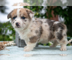 Small Photo #25 Pembroke Welsh Corgi Puppy For Sale in NEW CONCORD, OH, USA