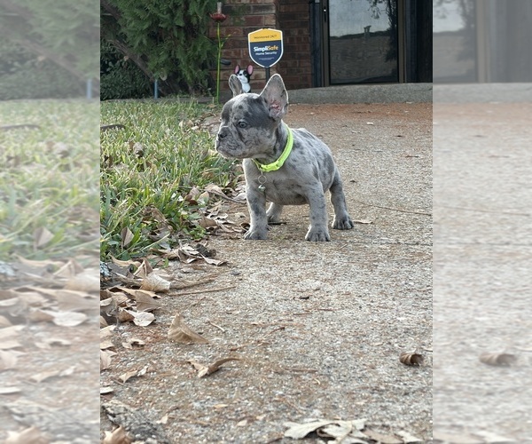 Medium Photo #1 French Bulldog Puppy For Sale in GRAND PRAIRIE, TX, USA