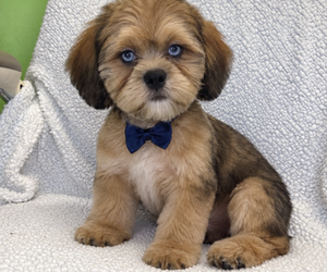ShihPoo Puppy for sale in RANDOLPH, MA, USA