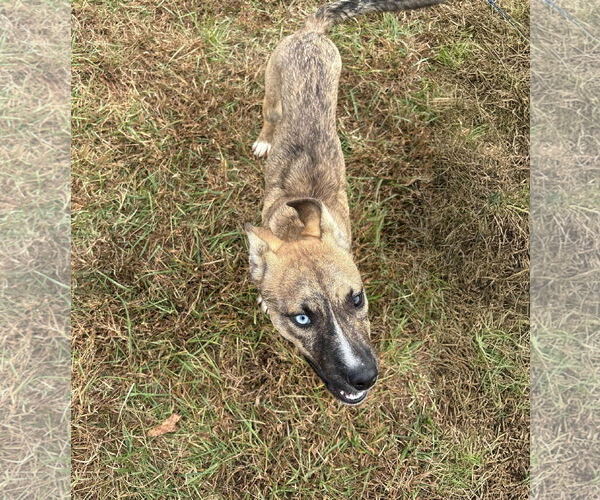 Medium Photo #5 - Mix Puppy For Sale in Forest, VA, USA