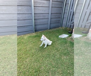Siberian Husky Puppy for sale in KRUGERVILLE, TX, USA