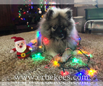 Small Photo #56 Keeshond Puppy For Sale in FAYETTEVILLE, TN, USA