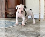 Puppy Female 3 American Bulldog