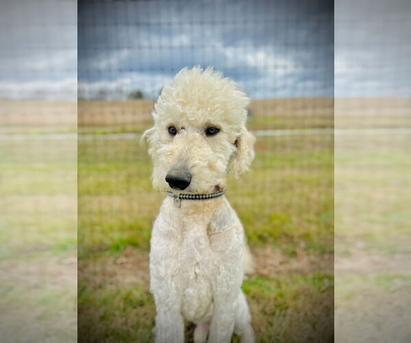 Medium Photo #3 Goldendoodle Puppy For Sale in Pacolet, SC, USA