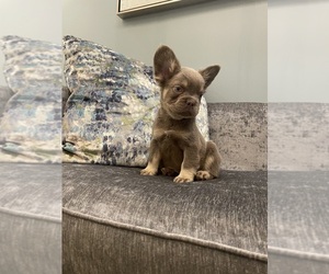 French Bulldog Puppy for sale in MOSELEY, VA, USA