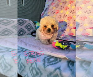 Shih Tzu Dogs for adoption in Jackson Township, NJ, USA