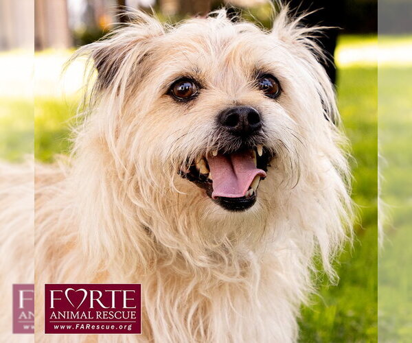 Medium Photo #2 Cairn Terrier-Tibetan Spaniel Mix Puppy For Sale in Marina del Rey, CA, USA