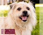 Small Photo #2 Cairn Terrier-Tibetan Spaniel Mix Puppy For Sale in Marina del Rey, CA, USA