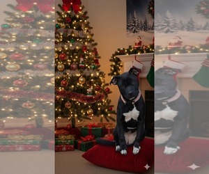 American Pit Bull Terrier-Unknown Mix Dogs for adoption in Germantown, OH, USA