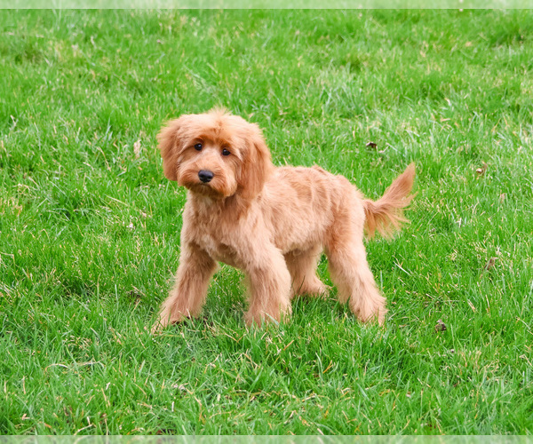 Medium Photo #3 Cavapoo (Miniature) Puppy For Sale in SYRACUSE, IN, USA