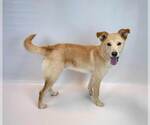 Small #5 Retriever  Mix