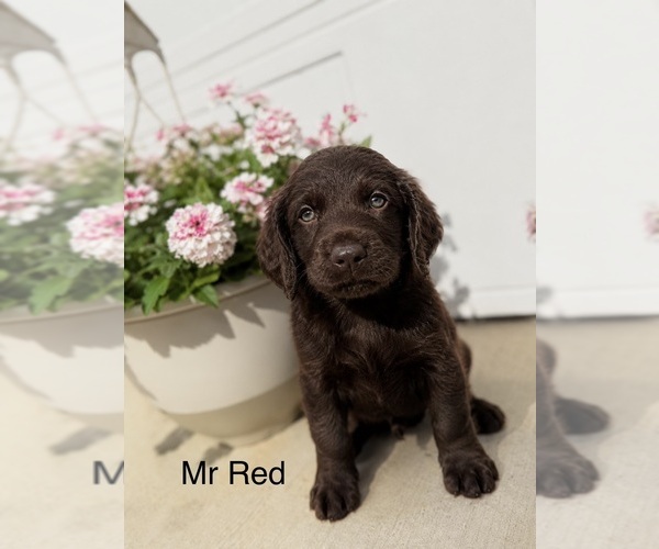 Medium Photo #1 Boykin Spaniel Puppy For Sale in HAZEL GREEN, AL, USA
