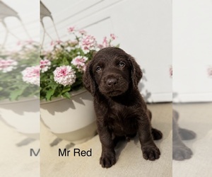 Boykin Spaniel Puppy for sale in HAZEL GREEN, AL, USA
