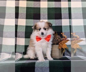 Pomeranian Puppy for sale in CHRISTIANA, PA, USA