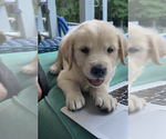 Small Photo #8 Golden Retriever Puppy For Sale in PIEDMONT, SC, USA