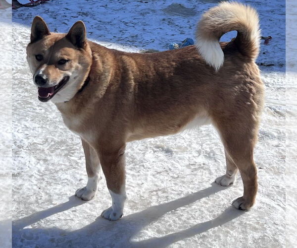 Medium Photo #7 Shiba Inu-Unknown Mix Puppy For Sale in Webster, WI, USA