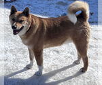 Small #6 Shiba Inu Mix