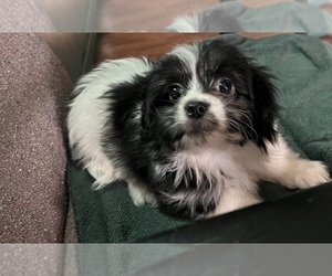 Shih Tzu Puppy for sale in PLAINFIELD, NJ, USA