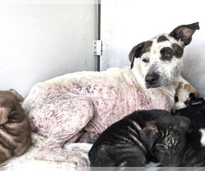 Labrador Retriever-Unknown Mix Dogs for adoption in Houston, TX, USA