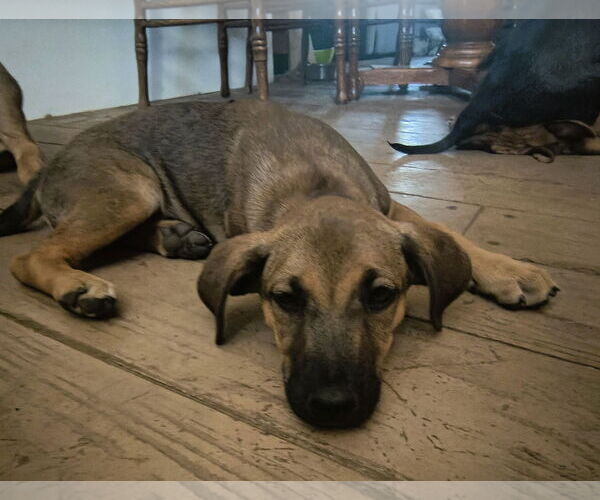 Medium Photo #11 Mutt Puppy For Sale in Fallbrook, CA, USA